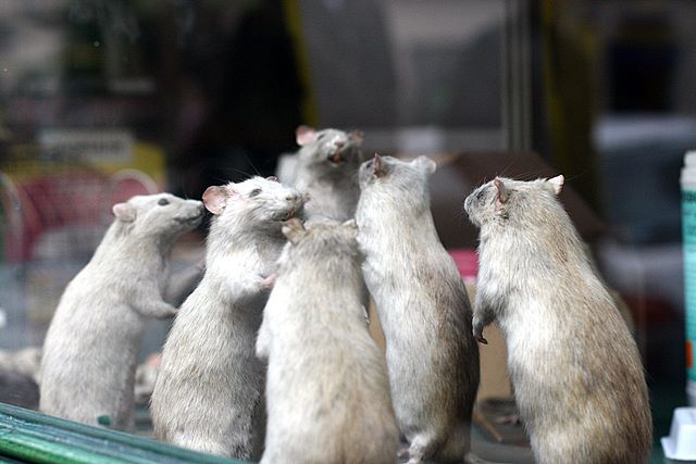 Group Of Rats 55